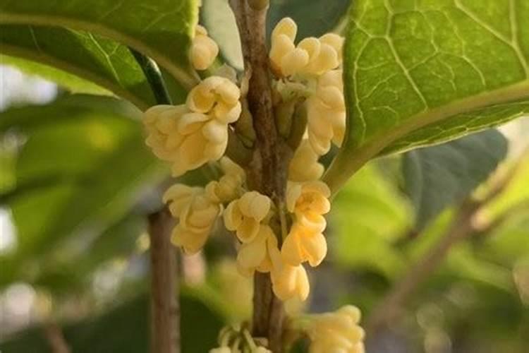 桂花用什么肥料最好最旺