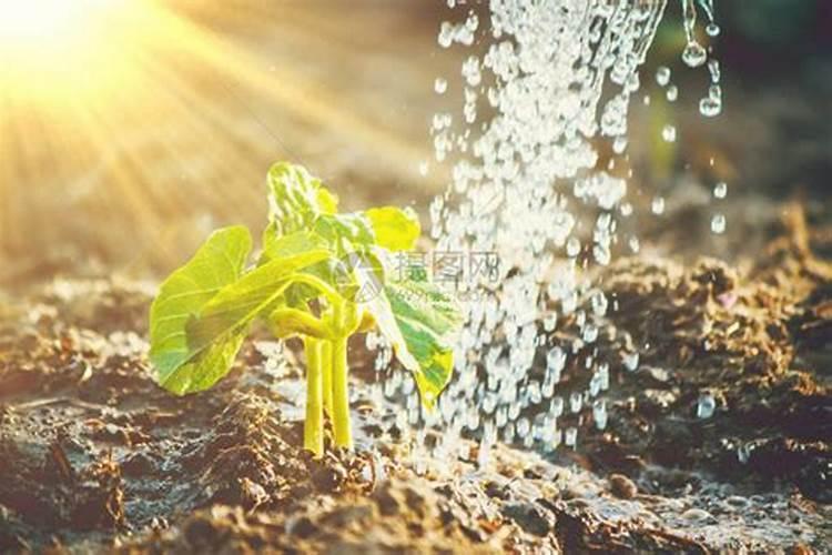 叶面肥什么时间喷最好