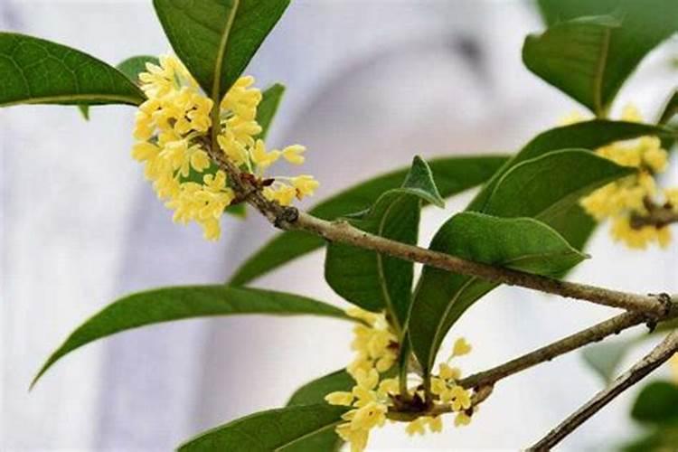 桂花树下适合种什么植物 桂花树荫下种什么花草好