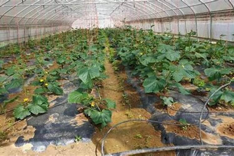 什么是人工固氮 人工固氮的意思
