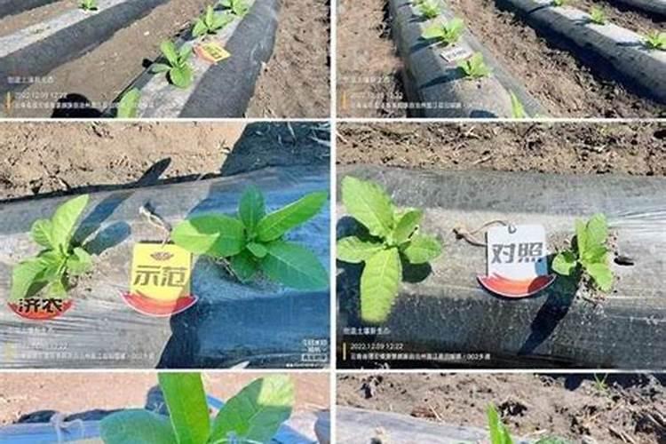 硝磷铵和尿素在烟草种植上那个效果好？