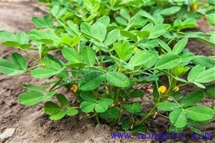 花生叶面肥用什么高产