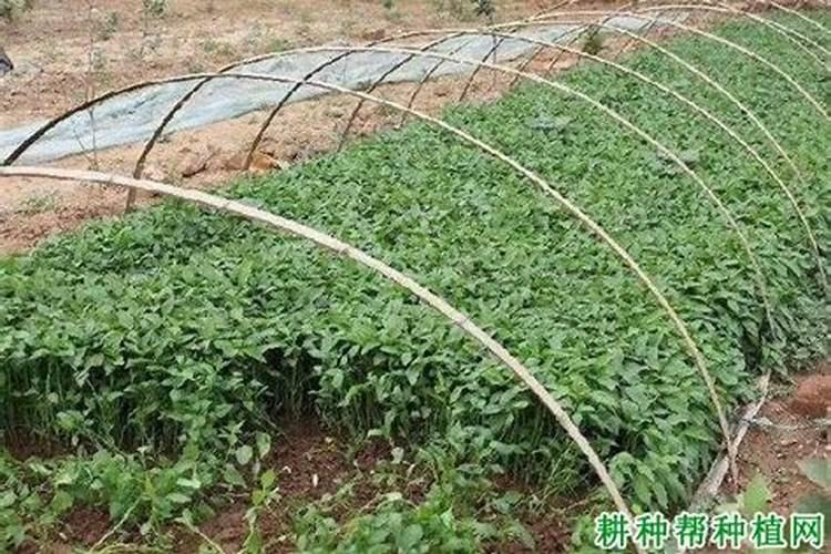 春天温度低小麦需要喷什么样的叶面肥？