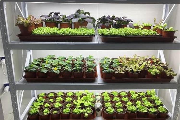 冬季作物抗冻叶面肥配方介绍