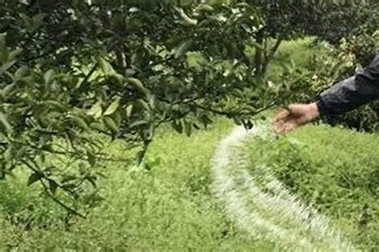 鱼蛋白肥料的使用技巧