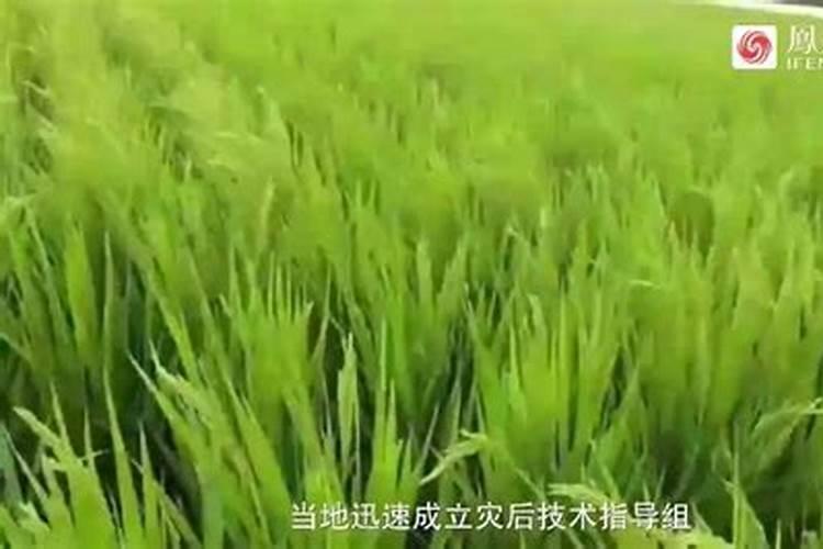 水稻缺素症状总结 有什么补救措施