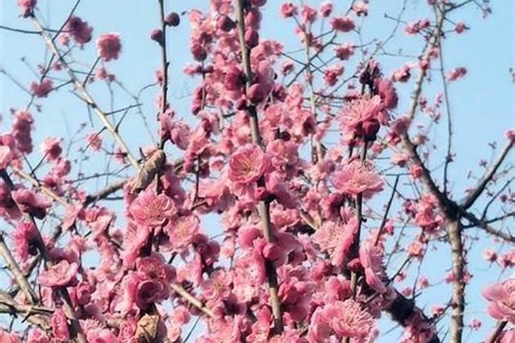 腊梅花施什么肥可以促开花