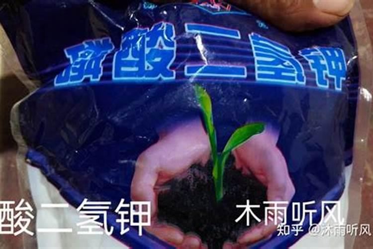 茶花的养殖方法和注意事项是什么？