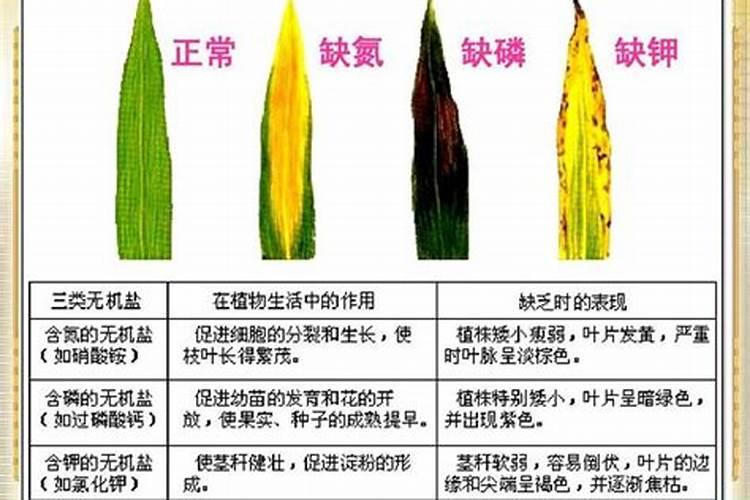 水仙缺氮和钾怎么办？