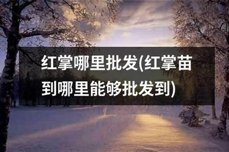 红掌上什么肥料效果好？