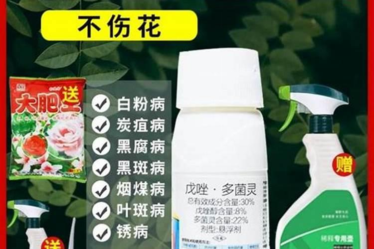 满天星怎么种