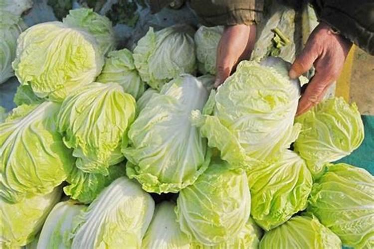 秋白菜用什么化肥合适