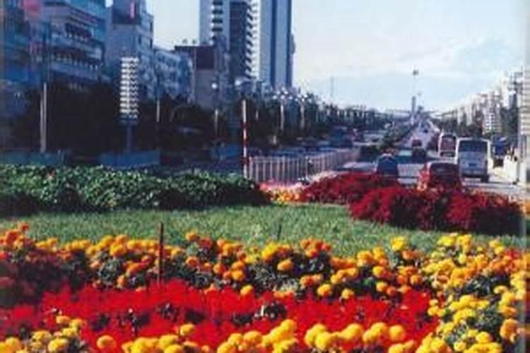 荷兰兰登水溶肥是真进口