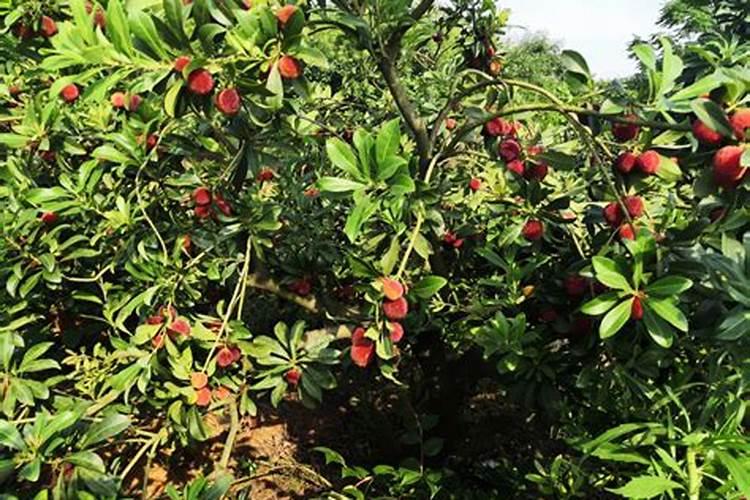 杨梅膨果肥用什么肥最好(杨梅膨果期施什么肥料又大又甜)