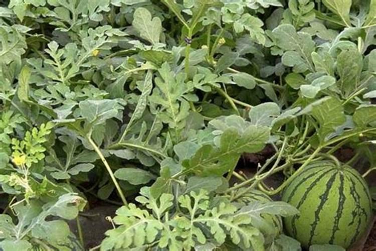 西瓜移栽后几天可以施肥