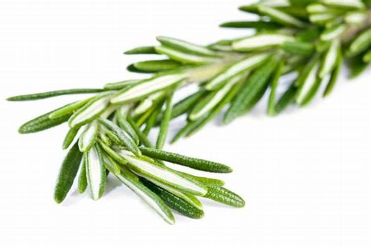 迷迭香植物如何养