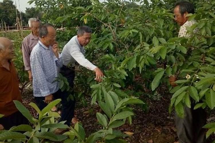 种芭乐施什么肥？怎么施？什么时候施？