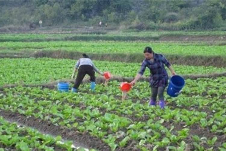 芥菜什么时候成熟 促进芥菜成熟的条件