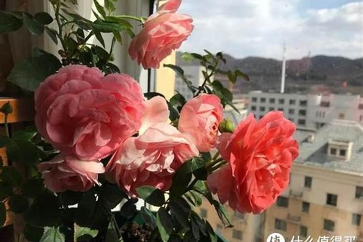 九月中旬可以给茉莉花和栀子花施肥或白醋水吗？