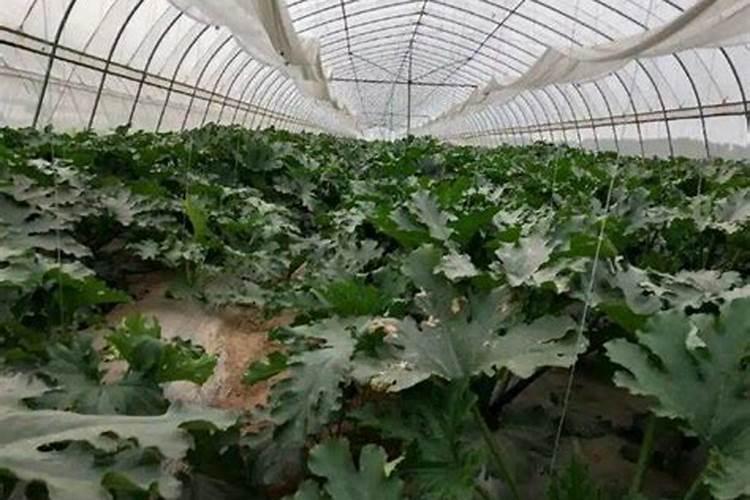 西葫芦裂果西葫芦裂果西葫芦裂果  防治措施