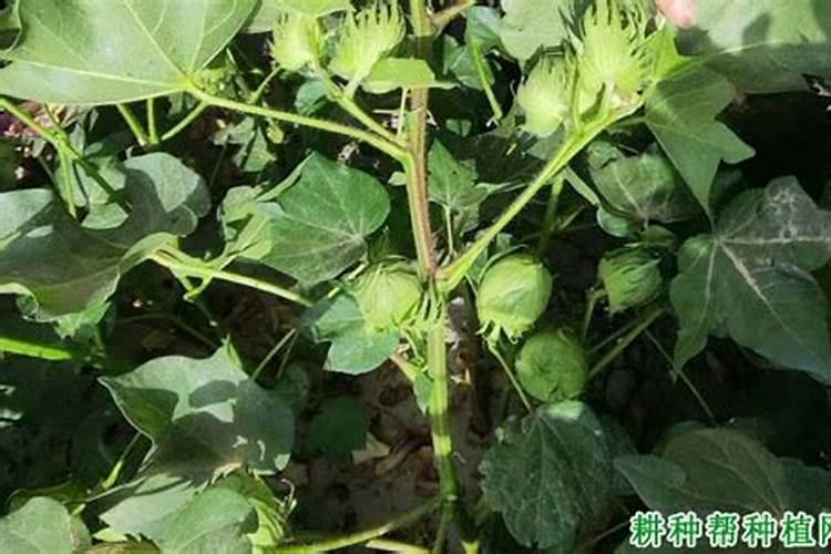 棉花中后期用什么肥料好 可以施加复合肥吗