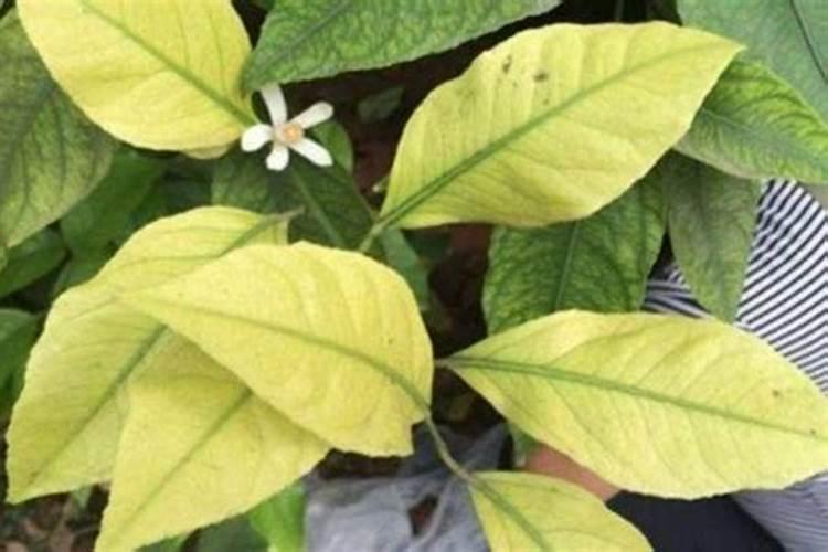 养花叶子发黄补什么肥(植物叶子发黄缺什么元素)