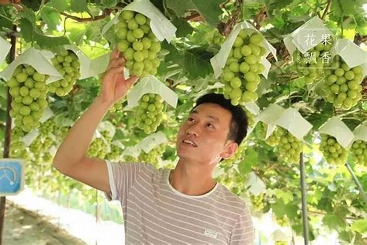 阳光玫瑰萌芽期用肥