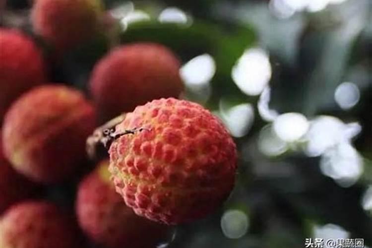 芸苔素内脂素喷在荔枝叶需要过湿吗？