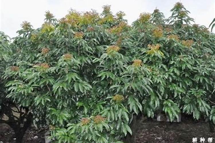 荔枝枝叶没老熟怎样控梢