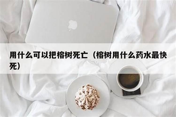 高产芒果需要掌握什么种植技巧 芒果施肥方法介绍