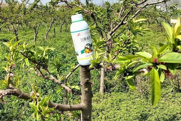 早春苹果树管理方法和施肥要点
