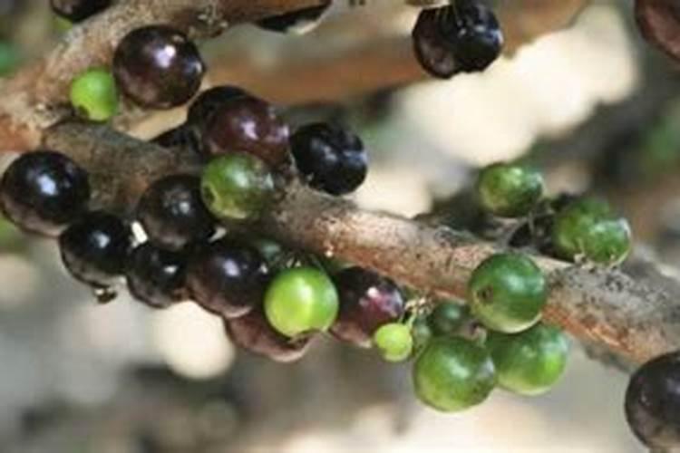 嘉宝果的幼树怎样进行施肥上的管理呢？