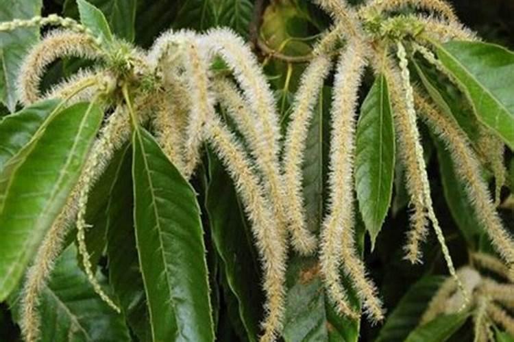 板栗施硼肥有什么技巧？对树本身有哪些好处呢？