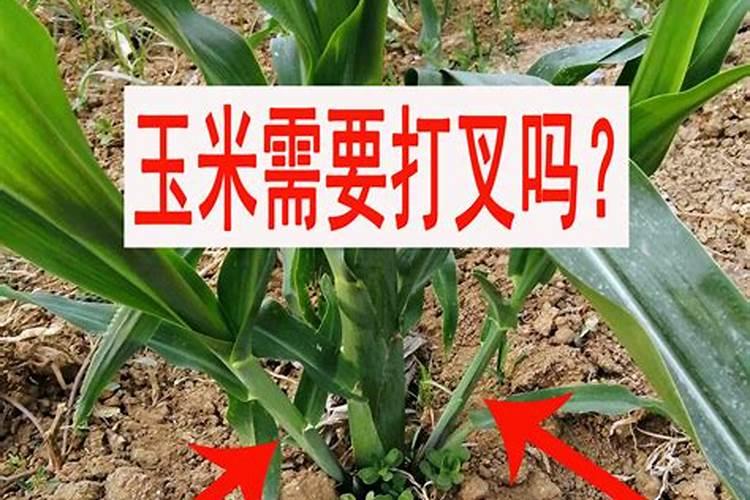 玉米棵根部分叉咋回事？