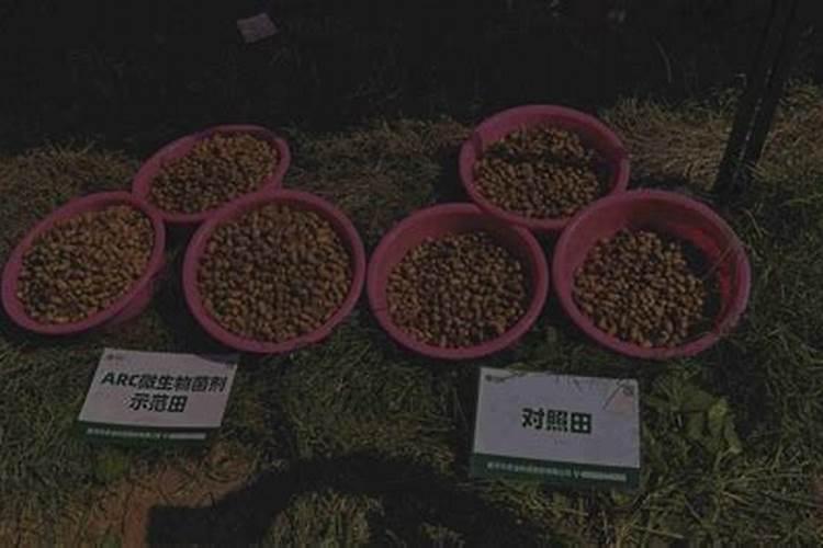 有固氮功能的植物花生