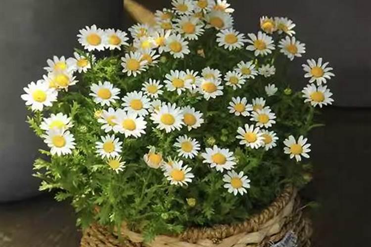 雏菊怎么施肥
