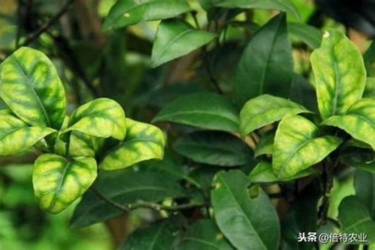 罗汉果芽长不高发红