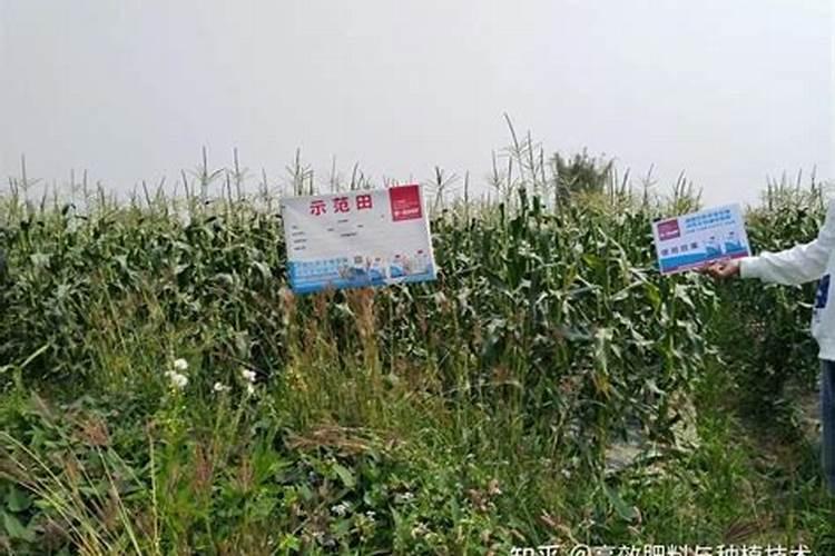 玉米施肥的正确方法