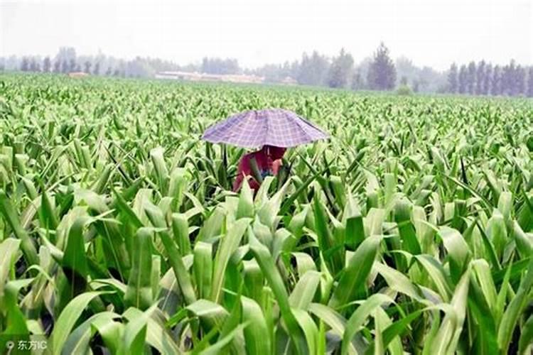 玉米怎么施肥才能高产 选择什么肥料好