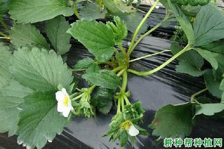 草莓秧子怎么种植？