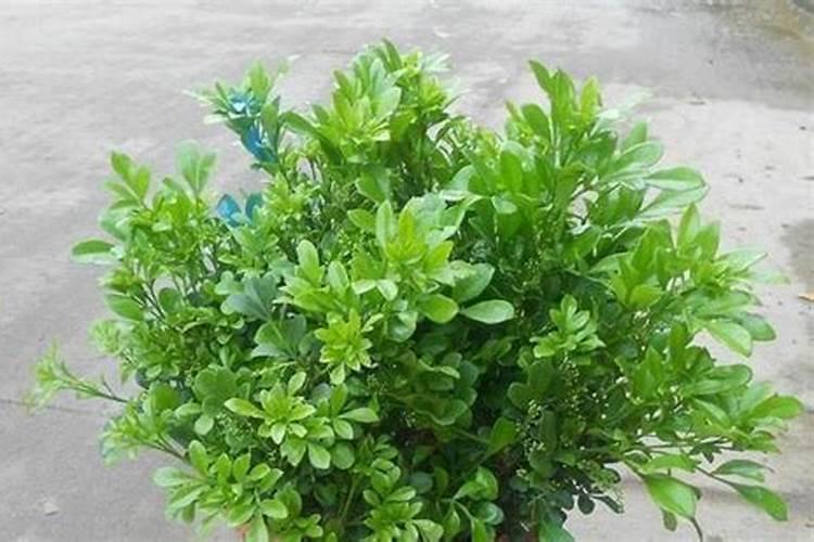 米兰花用什么肥料可以让它开花