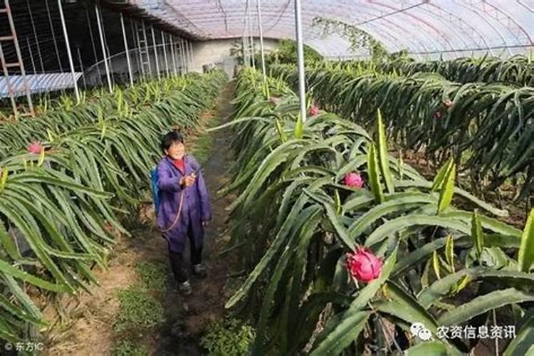 页面打黄瓜叶面打钙肥是上午打还是下午打好？