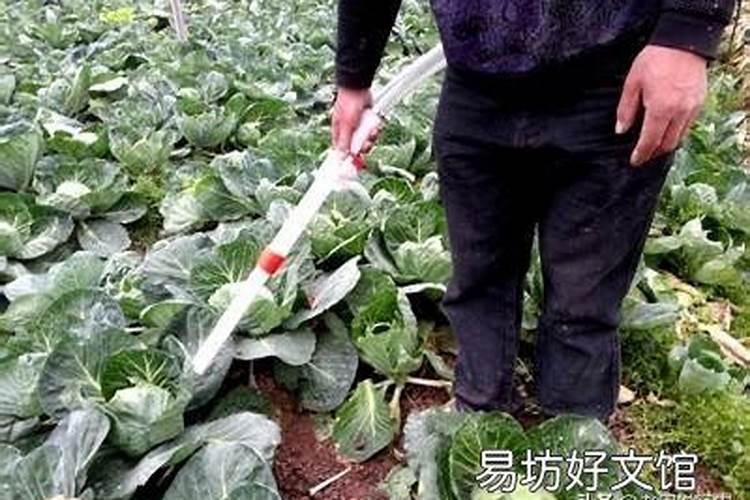 海藻肥属于什么肥料,附使用方法