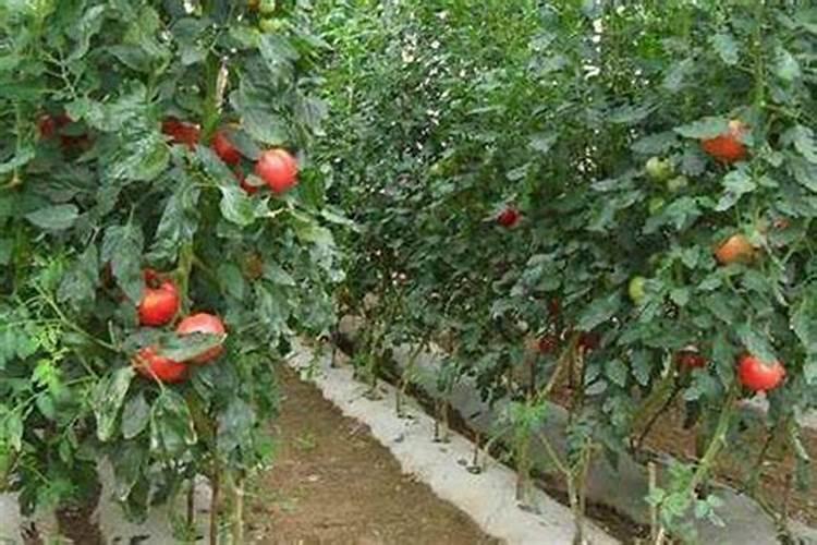 西红柿的种植用什么肥料好