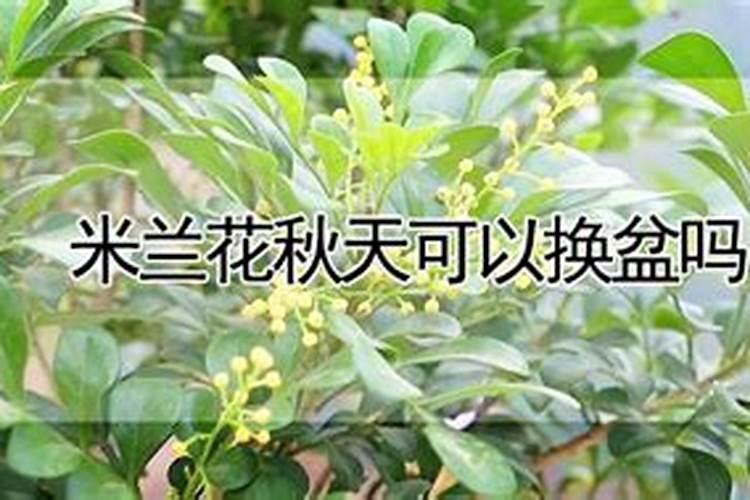 米兰花的开花期施肥
