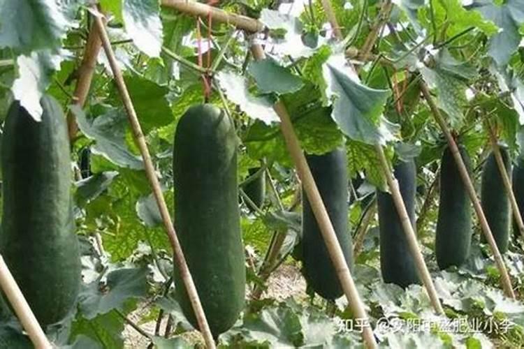 请问老师冬瓜怎么管理