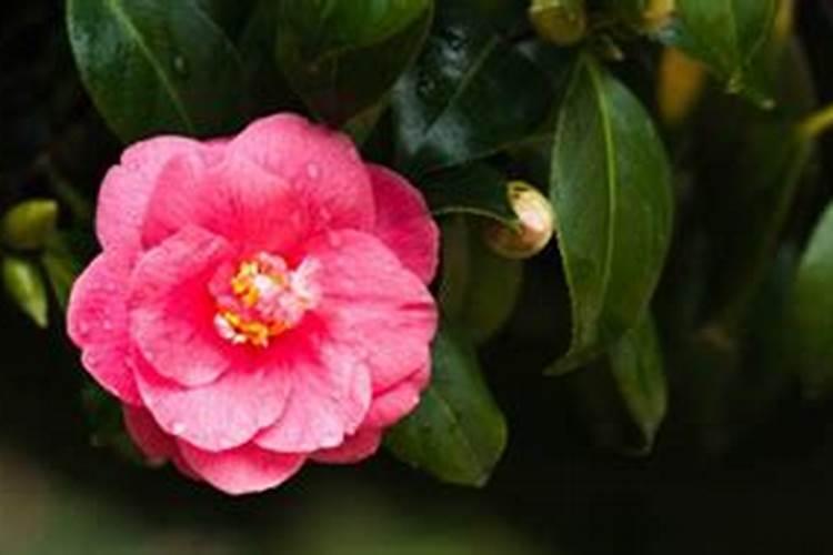 家里养山茶花有什么讲究 怎样养茶花