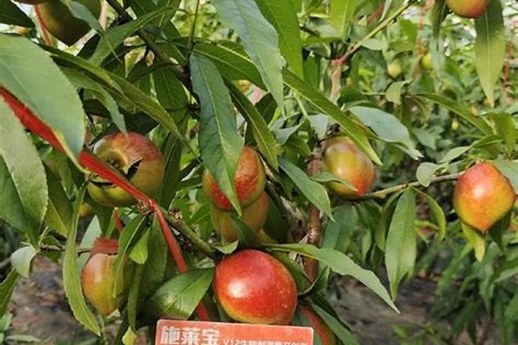 油桃怎么施肥又大又甜？油桃膨大剂哪个肥料好？油桃靓果上色膨大素用...