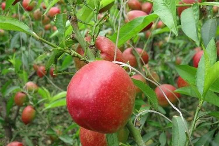 温室油桃上市早,花果期如何管理可以实现产量高、质量好？