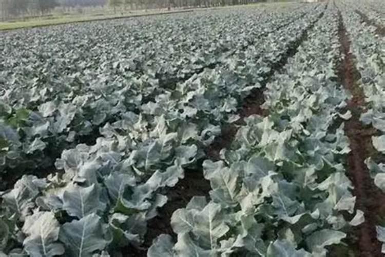 西兰花施什么肥最好